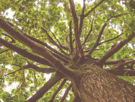 Looking up at tree branches